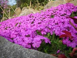 野毛山動物園および担当者の近況です