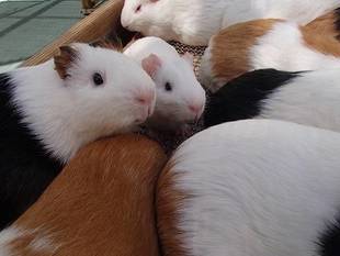 「キセキちゃん」、デビューへの道！