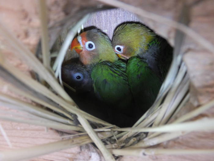 インコの巣立ち №2の写真