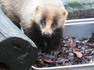 雨上がりのごちそう
