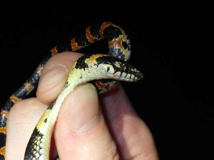 2016 ブログ　れぷ 0713 アカマタ.jpg