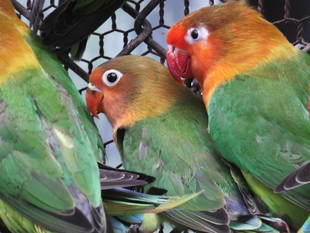 インコの巣立ち　№１