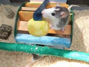 ちょうちんアンコウ