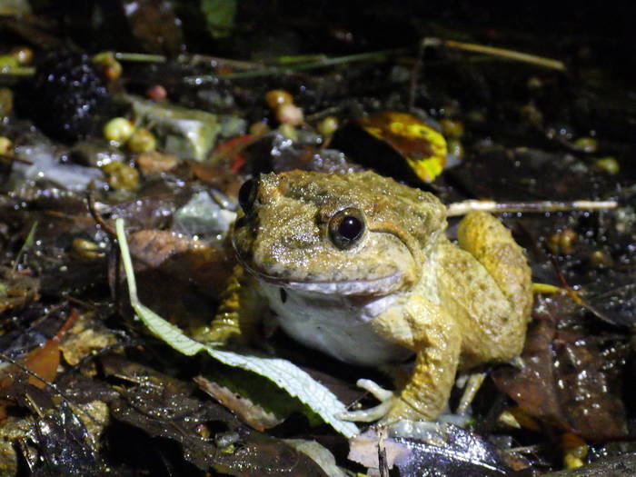2016 ブログ　れぷ 0713 ナミエガエル.jpg
