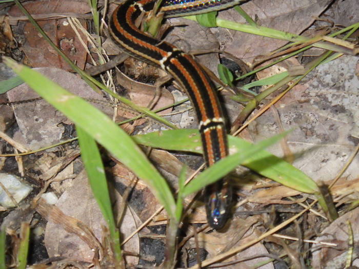 2016 ブログ　れぷ 0713 ハイ2.jpg