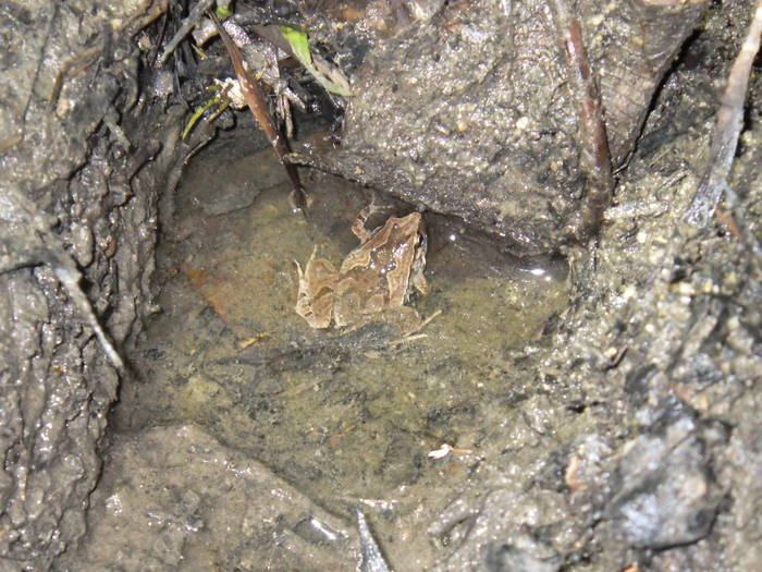 2016 ブログ れぷ0721 ヒメアマガエル.jpg