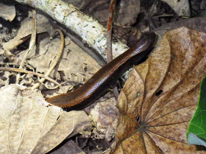 2016 ブログ れぷ0721 ヘリグロヒメトカゲ②.jpg