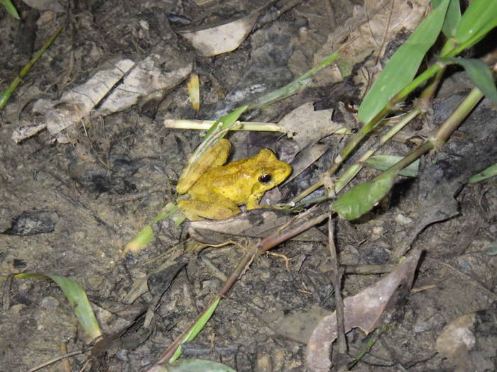2016 ブログ れぷリュウキュウカジカガエル.jpg