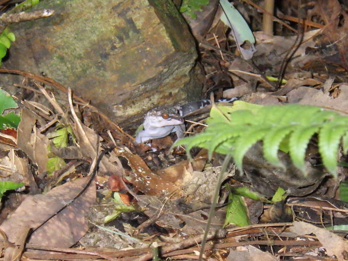 2016 ブログ れぷクロイワトカゲモドキ.jpg