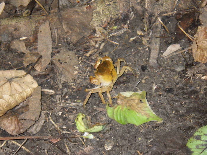 2016 ブログ　れぷ 0713 サカモトサワガニ.jpg