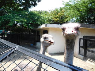 ダチョウの卵には大人が乗れる！？