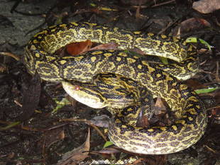 日本動物園水族館両生類爬虫類西日本会議に参加してきました　その３
