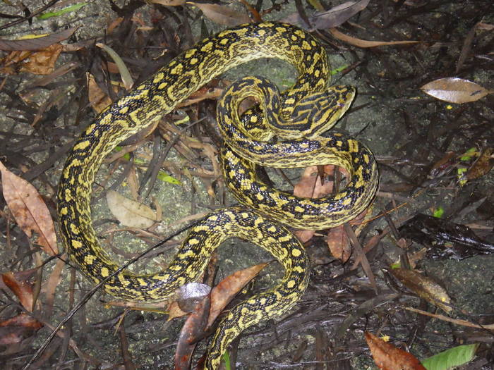 2016 ブログ れぷ0721 ハブ上.jpg