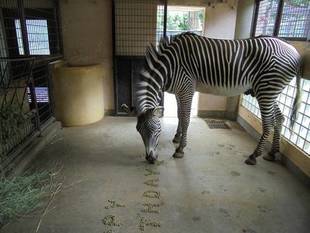 モモタロウ誕生日です。