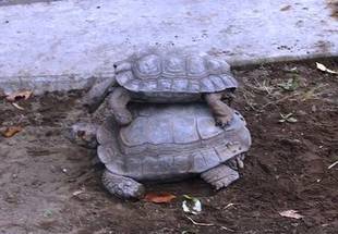 コウガイビルとカメの交尾・・・