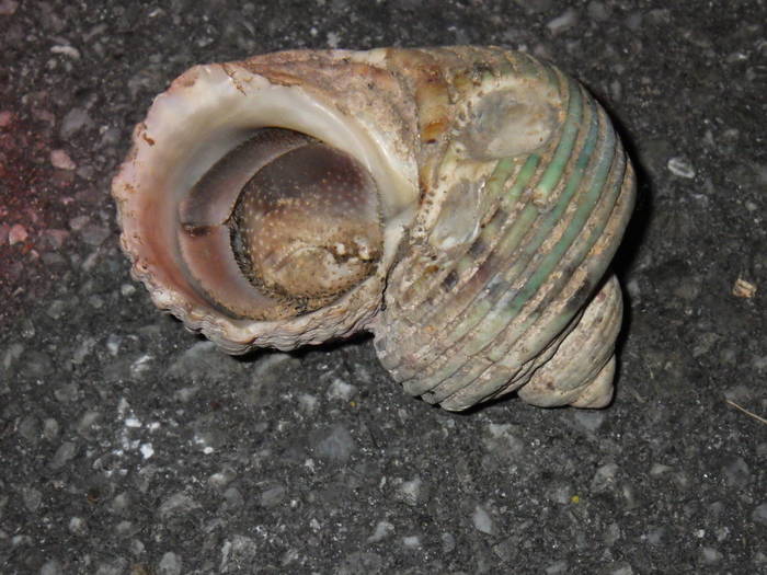 2016 ブログ れぷオカヤドカリ.jpg