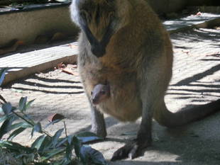 オグロワラビーチームに新メンバー！