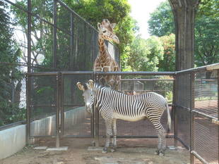 モモタロウの意思表示