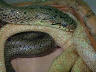 アルビノジムグリ産卵