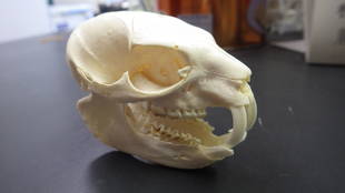 動物病院のお宝