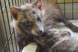 今年の保護動物種