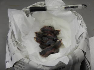 このヒナは、何の鳥？