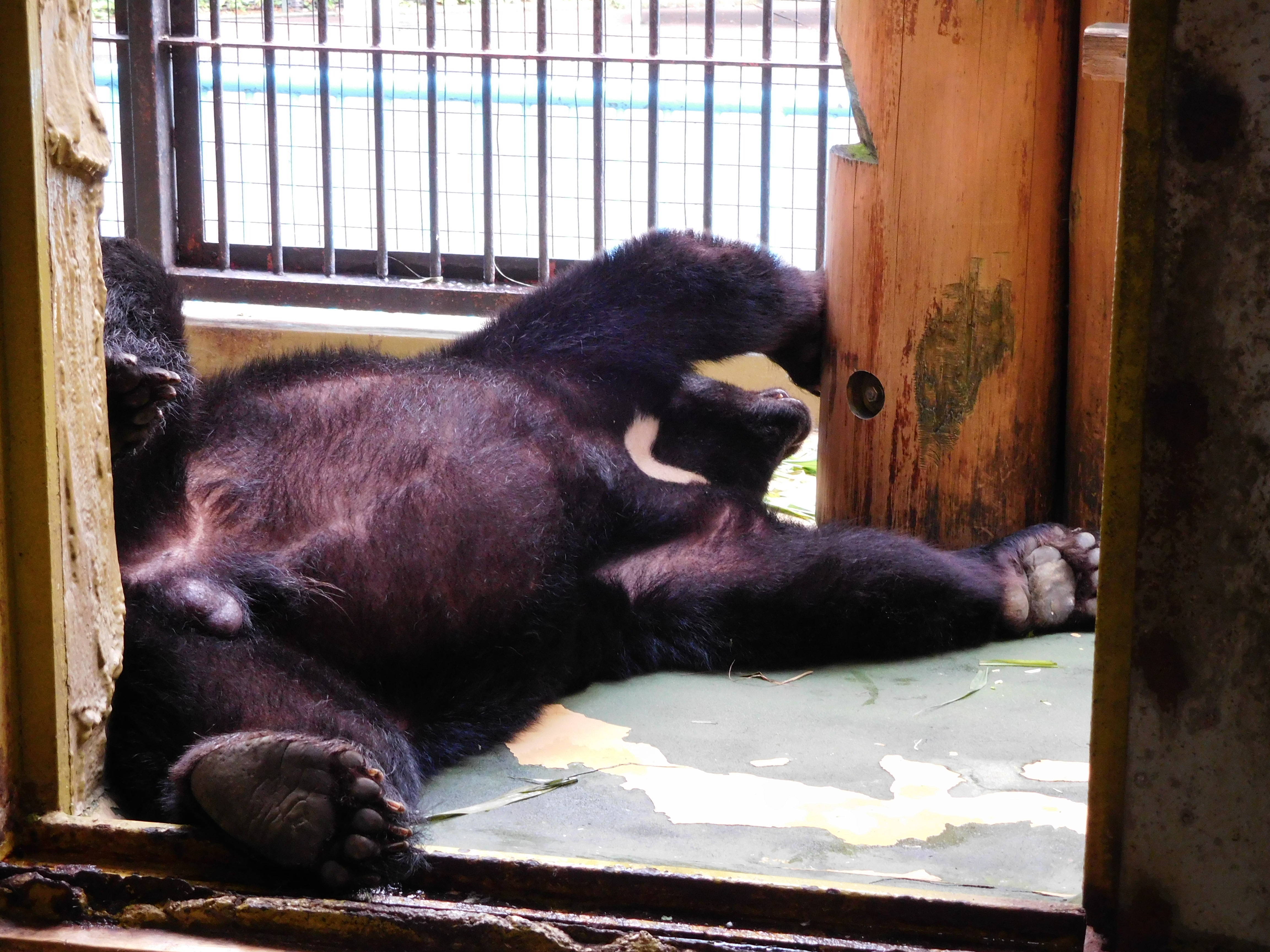 夏のクマたちの写真