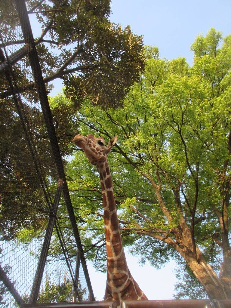 「そら」のお家の変化の写真