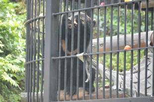 ツキノワグマの木登りタイム