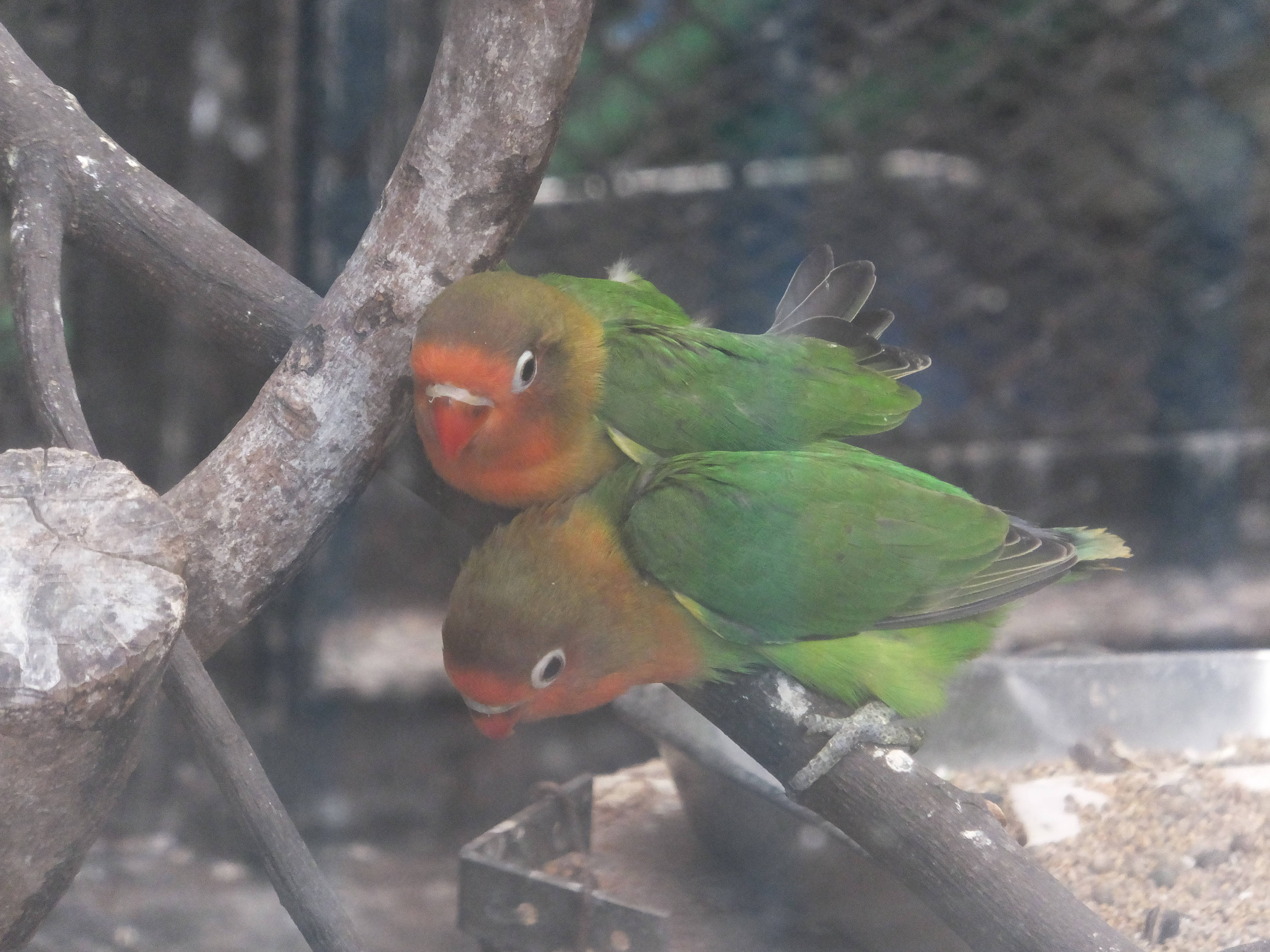 インコの巣立ち№3の写真