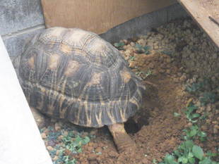 ハミルトンガメとホウシャガメ産卵