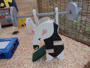 のげリンピック開催中☆