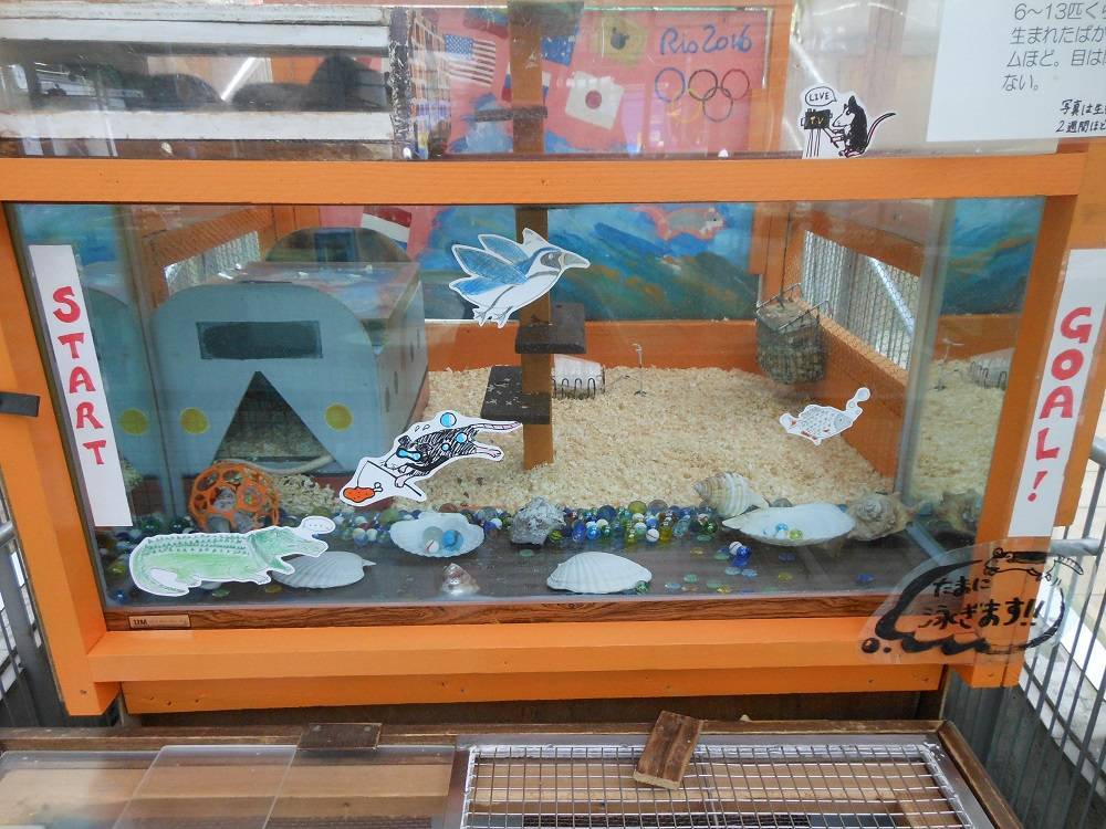 がんばれ日本!の写真