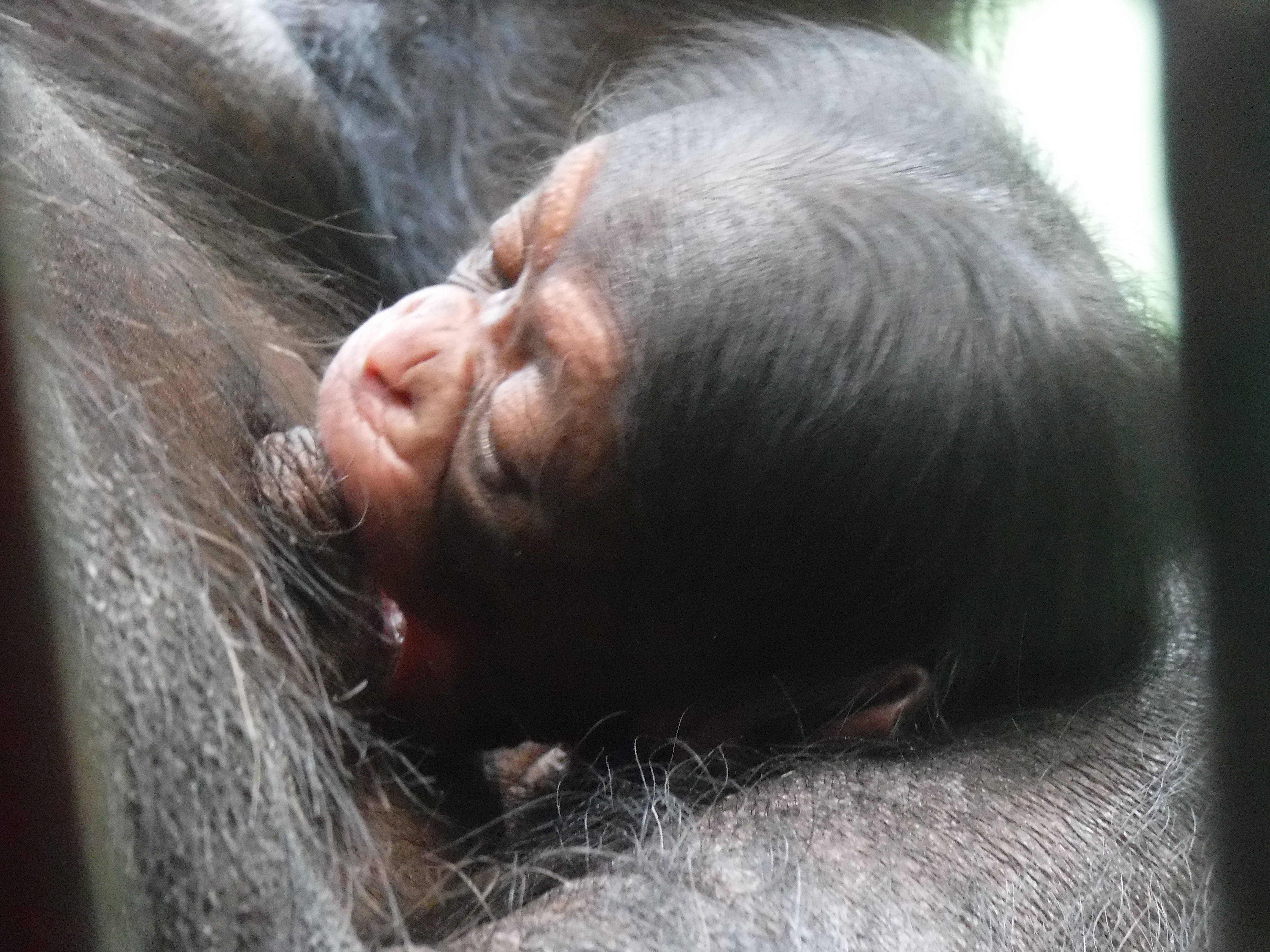 チンパンジーの赤ちゃんが生まれましたの写真
