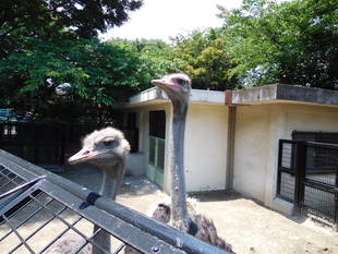 ダチョウのオース　体重測定への道　その①