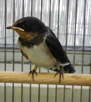 このツバメは何ツバメ？