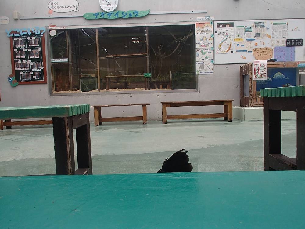 なかよし広場モノマネ大会の写真