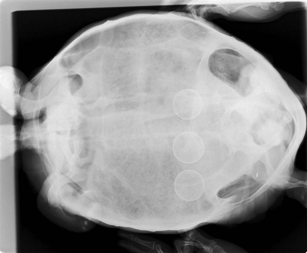 ヘサキリクガメが産卵しましたの写真