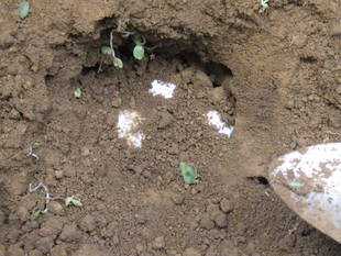 ジムグリが孵化しました&もう１頭ホウシャガメが産卵しました