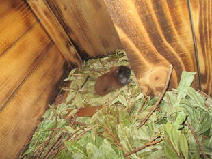 4/18生まれのアカエリマキキツネザルの子ども成長中