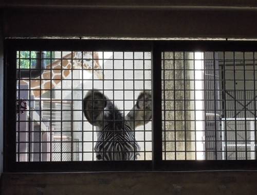 「モモタロウ」の新しいおやつ?の写真