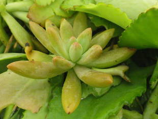 リクガメに新しい草を与えています　その②