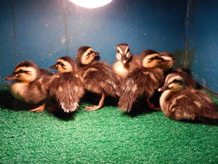 血のつながりは深い・・・？