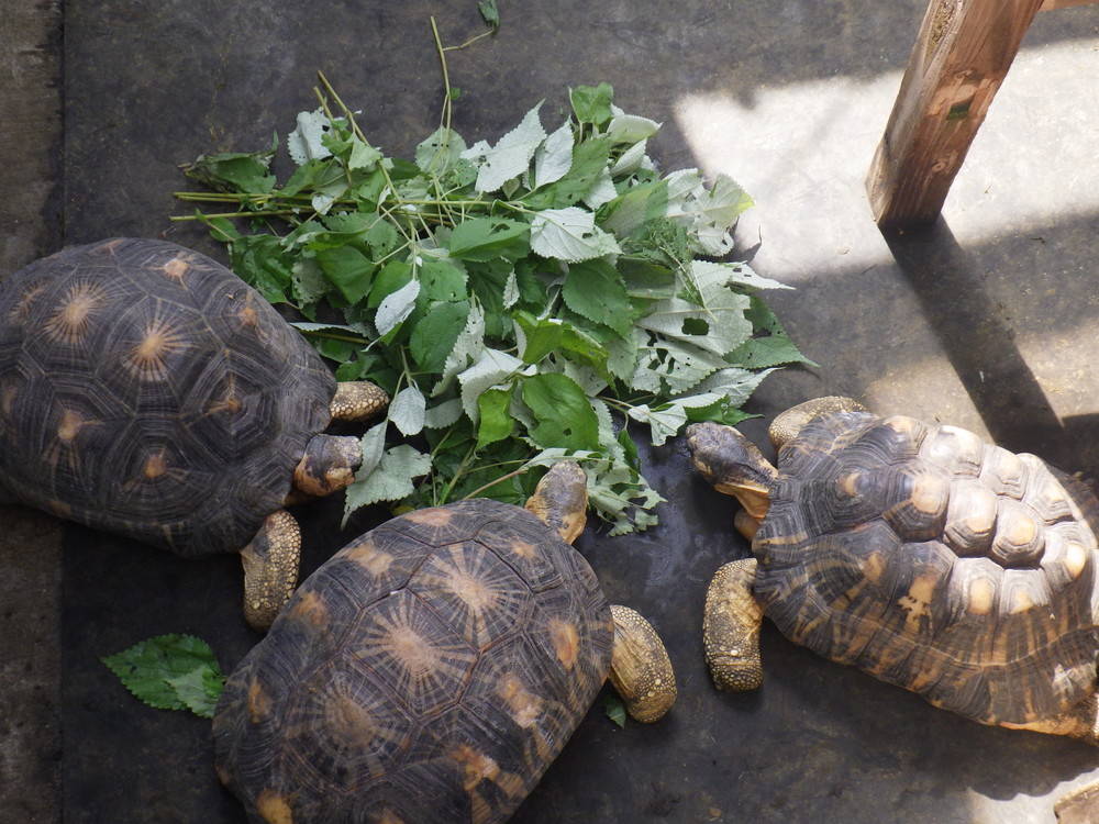 リクガメに新しい草を与えていますの写真