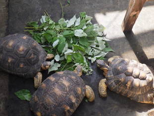 リクガメに新しい草を与えています