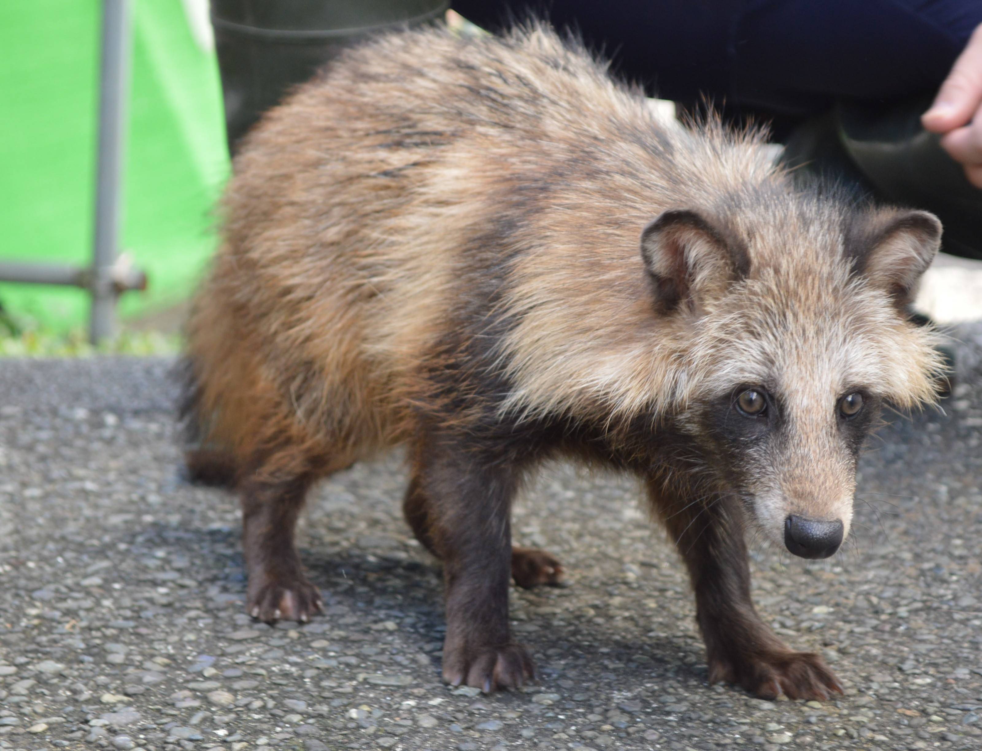 動物病院ガイドツアー ~タヌキのハマーdebut(デビュー)~の写真