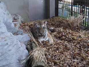 猛獣舎の運動場に落ち葉を敷いてみました