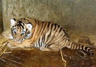 20歳になりました