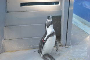 コスモの旅立ち