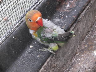 インコまたまた巣立ちました